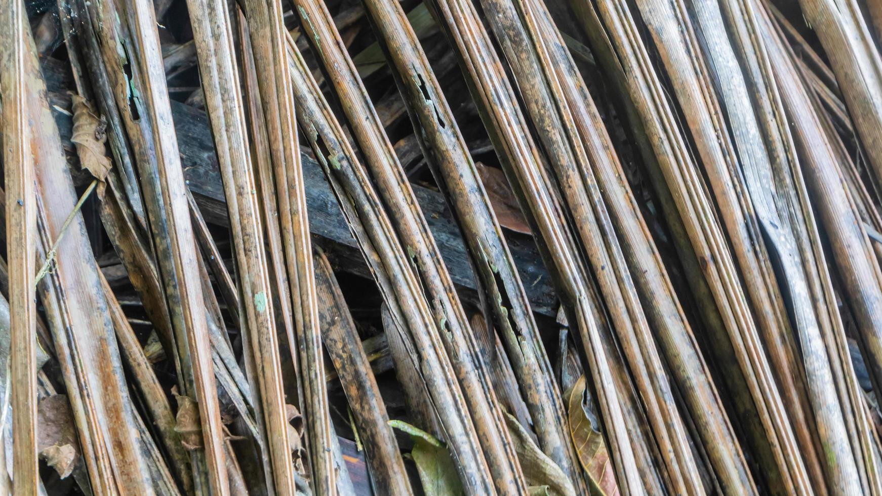 dry palm leaves texture as background photo