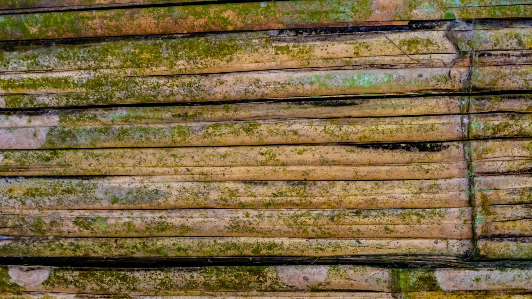 textura de pared de bambú cubierto de musgo como fondo foto