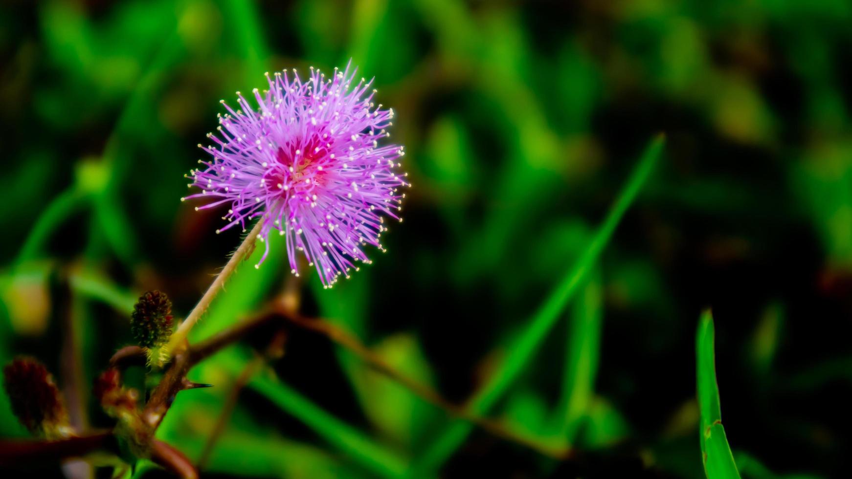 beautiful pink flowers in the green grass photo