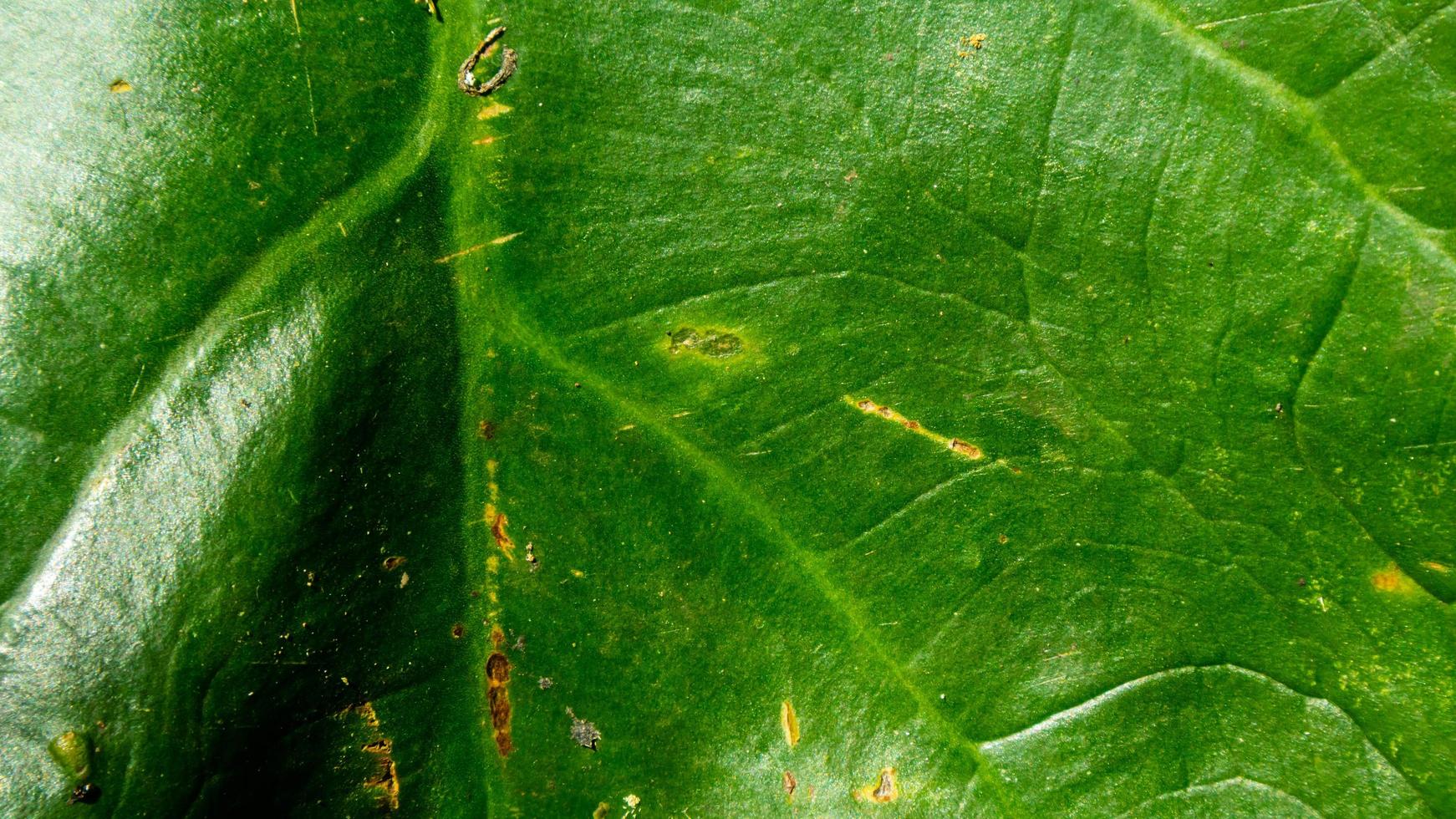 green leaves texture as background photo