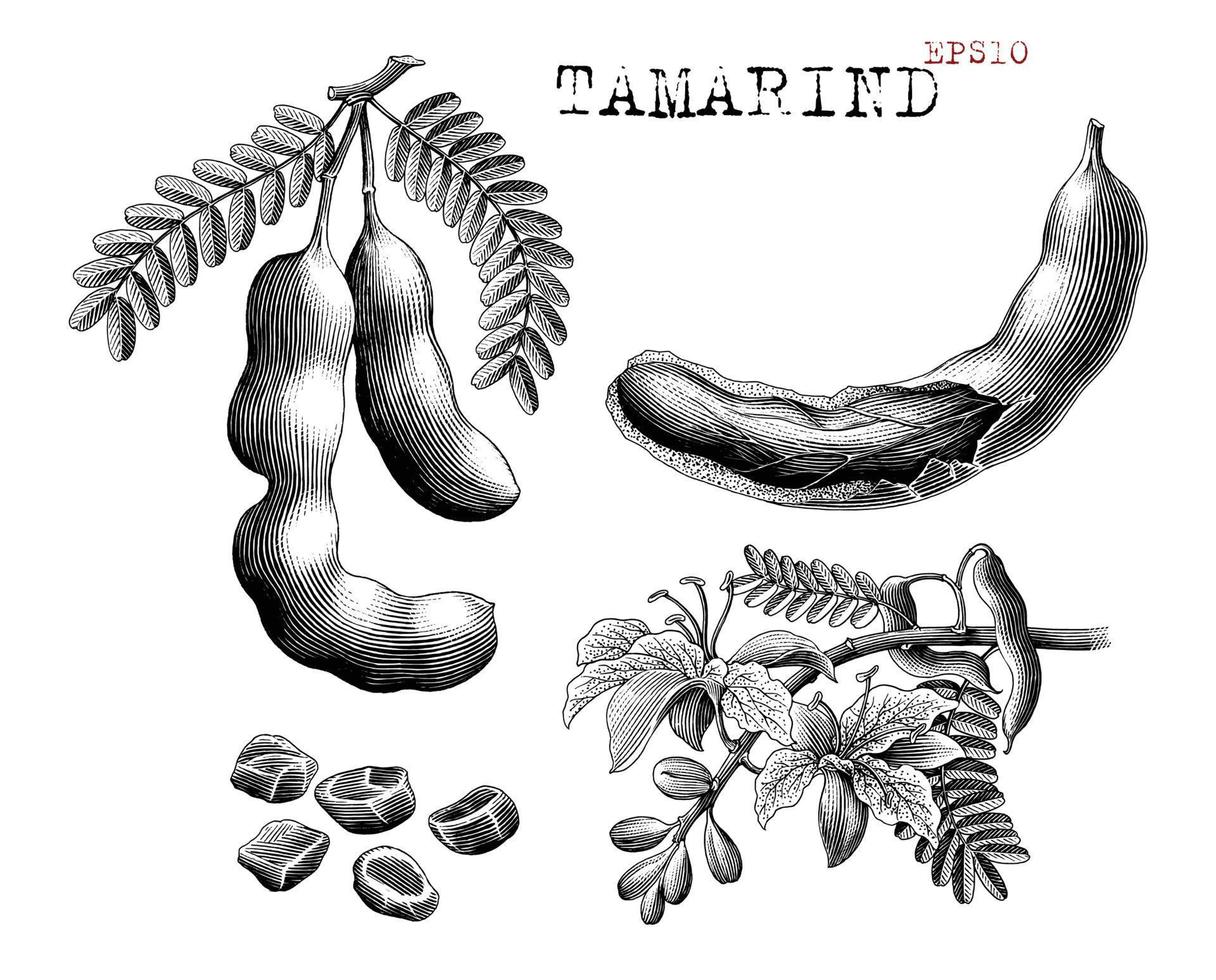 Tamarind hand draw vintage engraving style black and white clip art vector