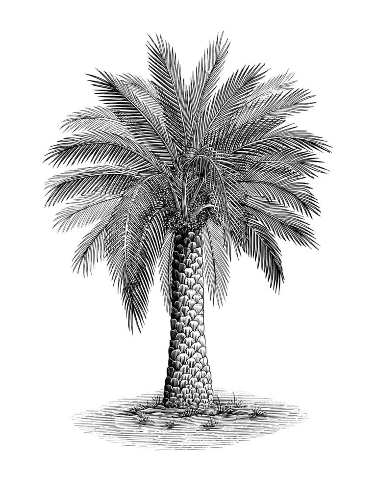 Phoenix palm hand draw vintage engraving style black and white clip art vector