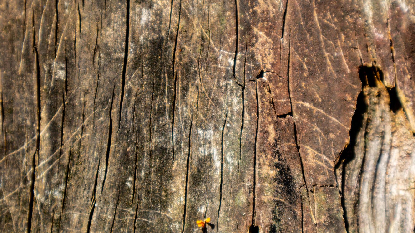 old wood texture as a background photo