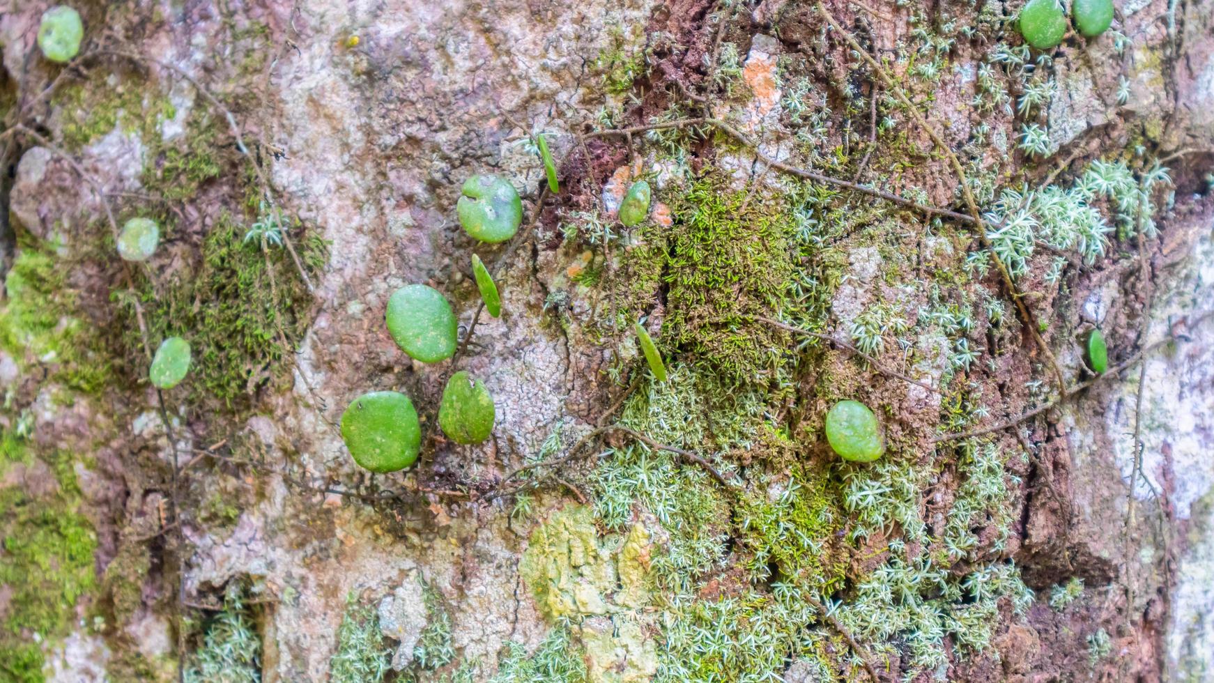 amazing wood bark texture as background photo