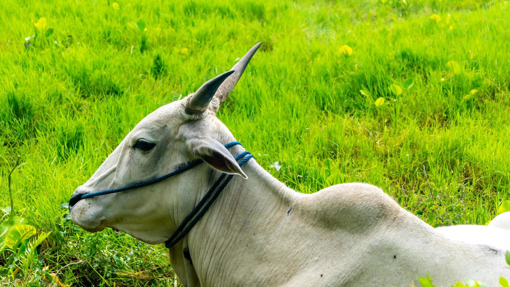cows relaxing on green grass photo