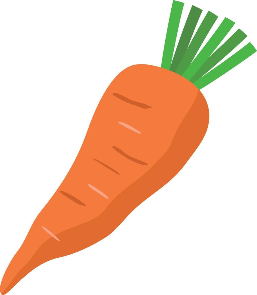 Orange carrot with leaves vector design, vegetable illustration element.