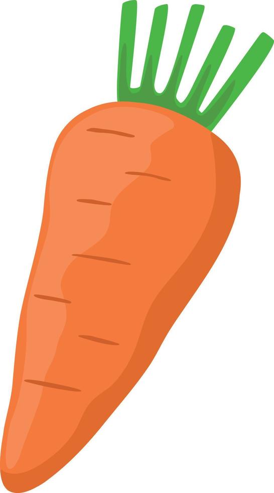 Orange carrot with leaves vector design, vegetable illustration element.