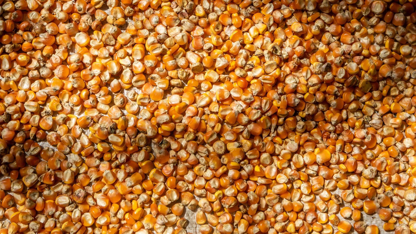 heap of corn kernels as background photo