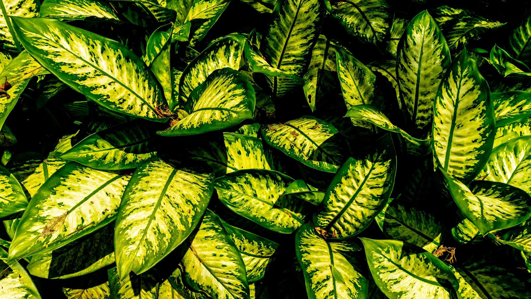 Dieffenbachia plant leaves in the background photo