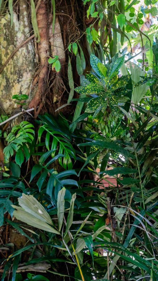 beautiful green foliage as background photo