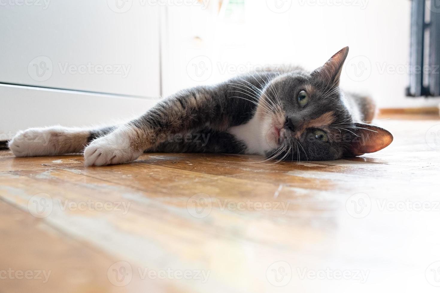 Cat overheated on the street on a hot summer day and lay down on the parquet in the house, with a strange expression on its muzzle. photo