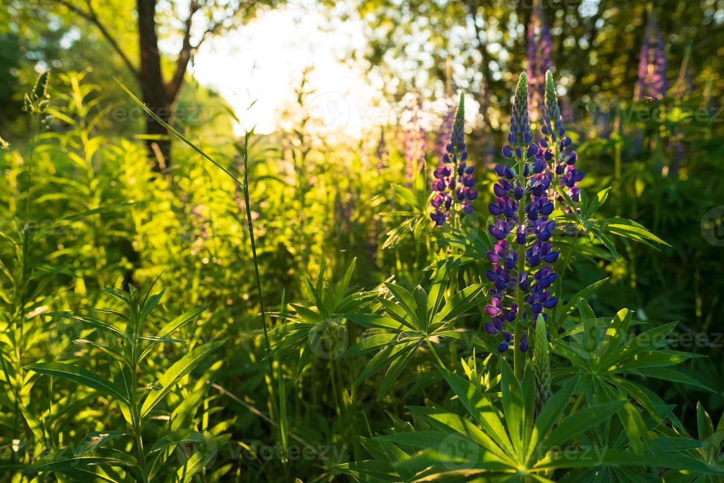 Beautiful blooming lupinus or lupins among the trees, in the sun. Perennial flowers of bright purple color. photo