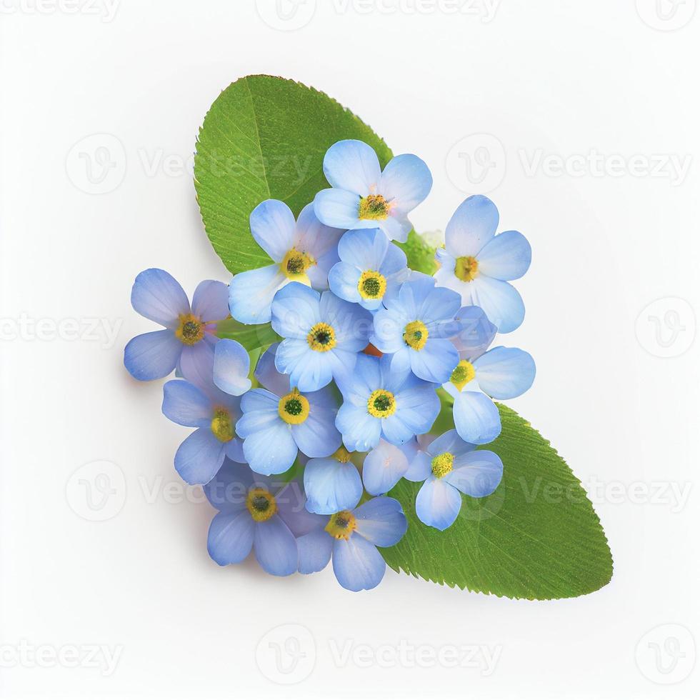 Forget-me-not flower in a top view, isolated on a white background, suitable for use on Valentine's Day cards. photo