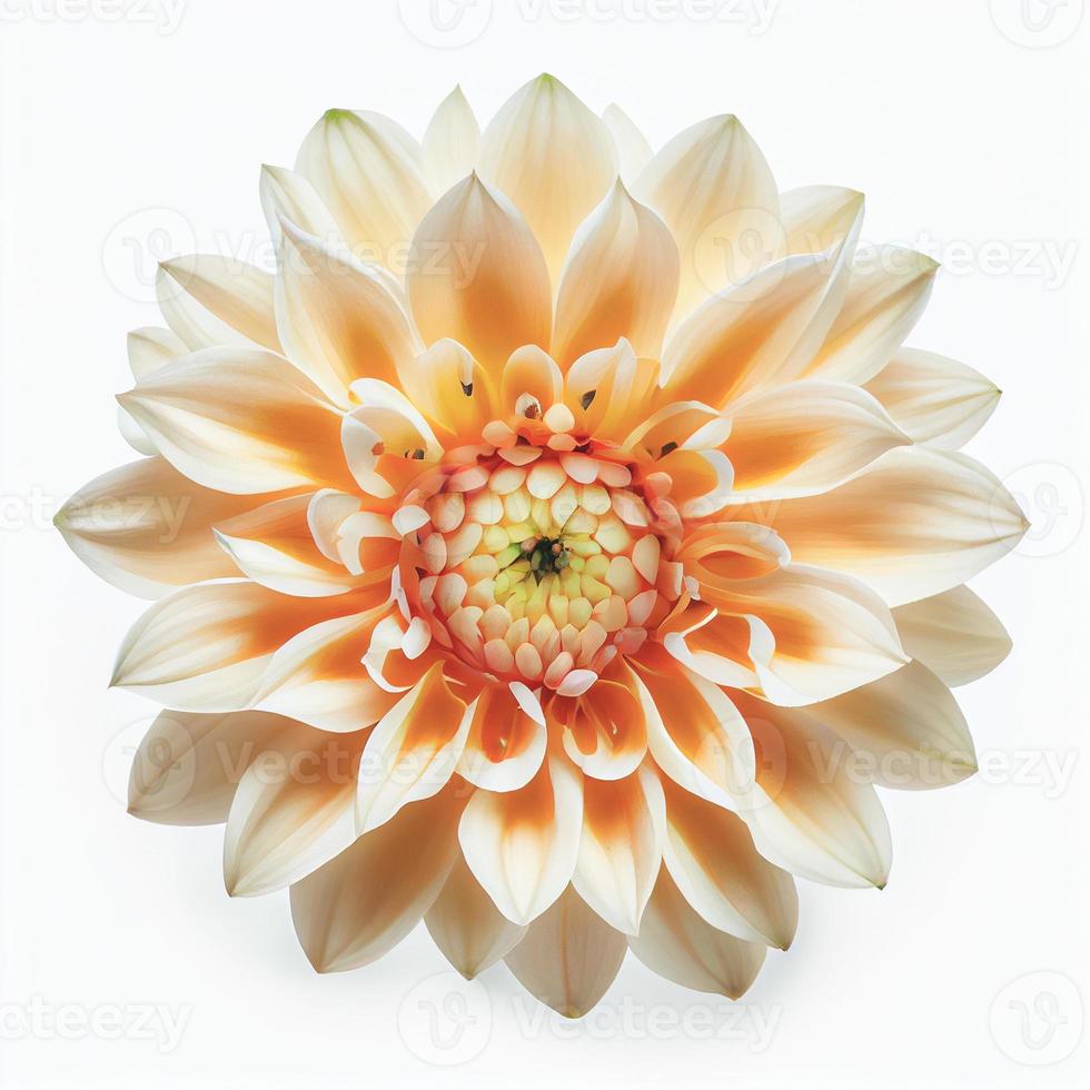 Top view of Dahlia flower on a white background, perfect for representing the theme of Valentine's Day. photo