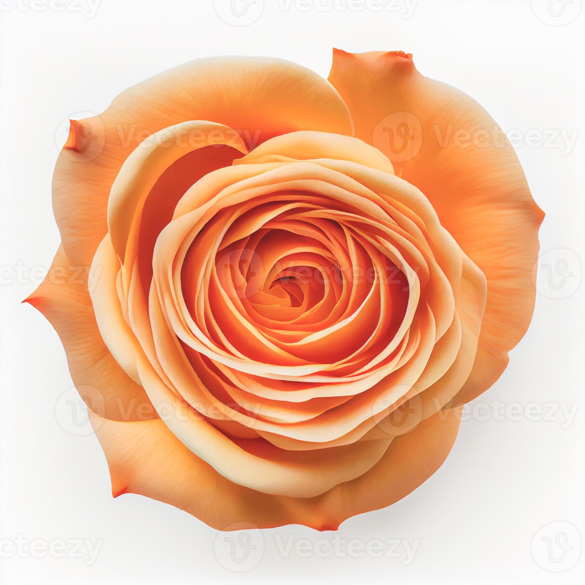 Top view of Orange Rose flower on a white background, perfect for representing the theme of