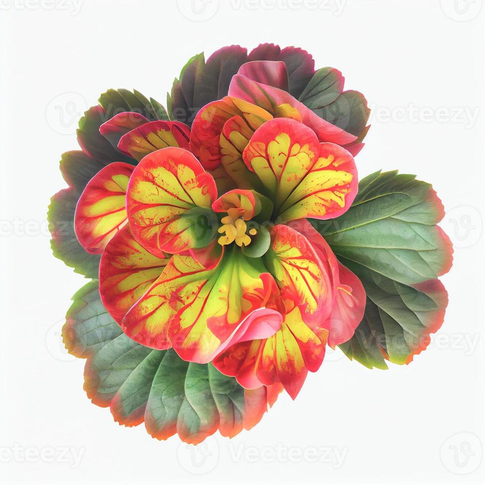 Top view a Begonia flower isolated on a white background, suitable for use on Valentine's Day cards photo