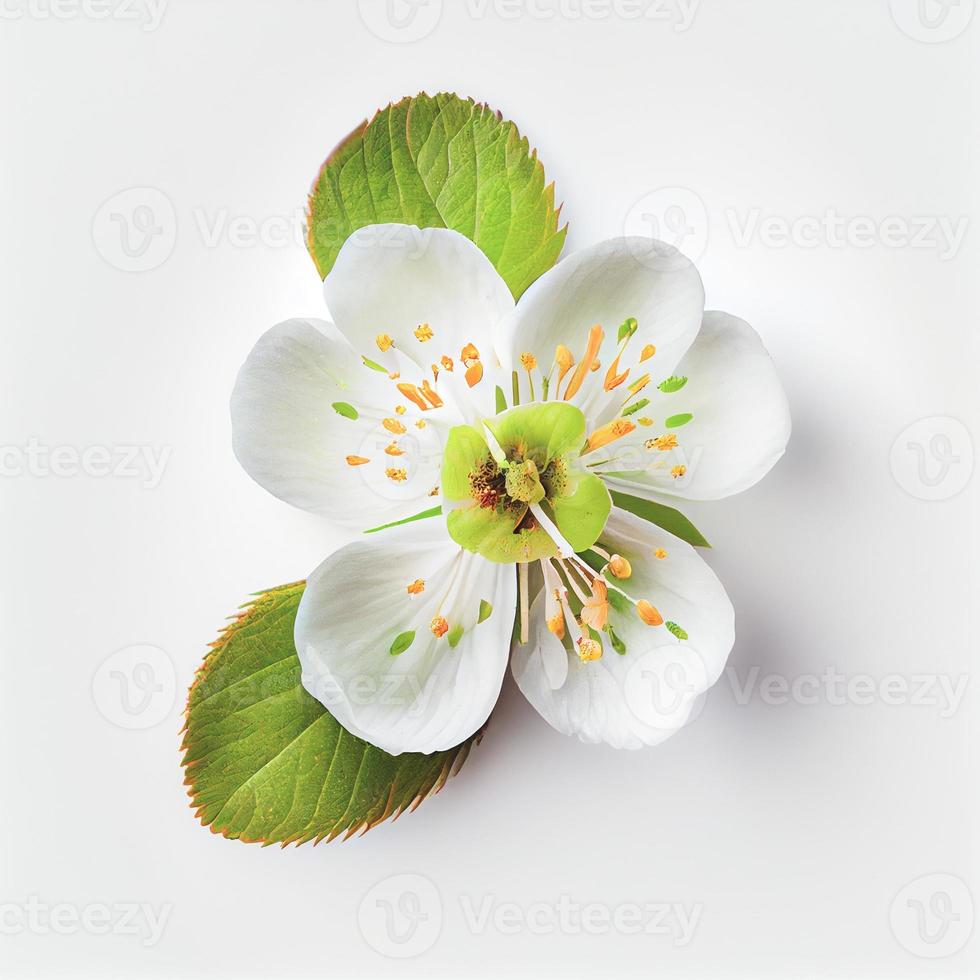 Top view a Apple blossom flower isolated on a white background, suitable for use on Valentine's Day cards photo