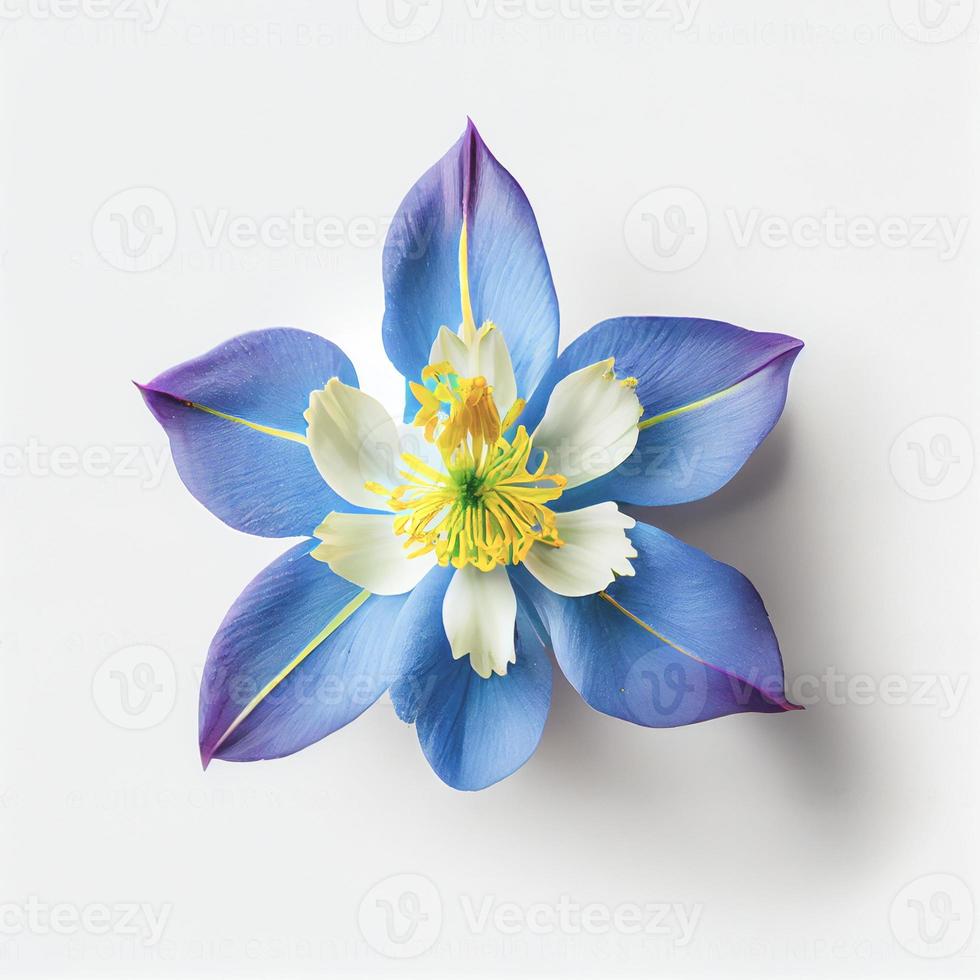 vista superior de una flor columbine azul colorado aislada en un fondo blanco, adecuada para su uso en las tarjetas del día de San Valentín foto