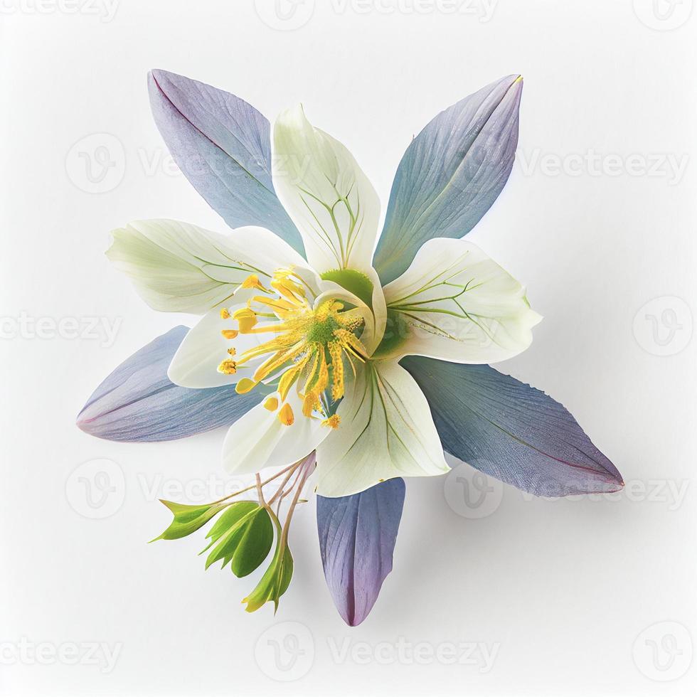 Top view a Columbine flower isolated on a white background, suitable for use on Valentine's Day cards photo