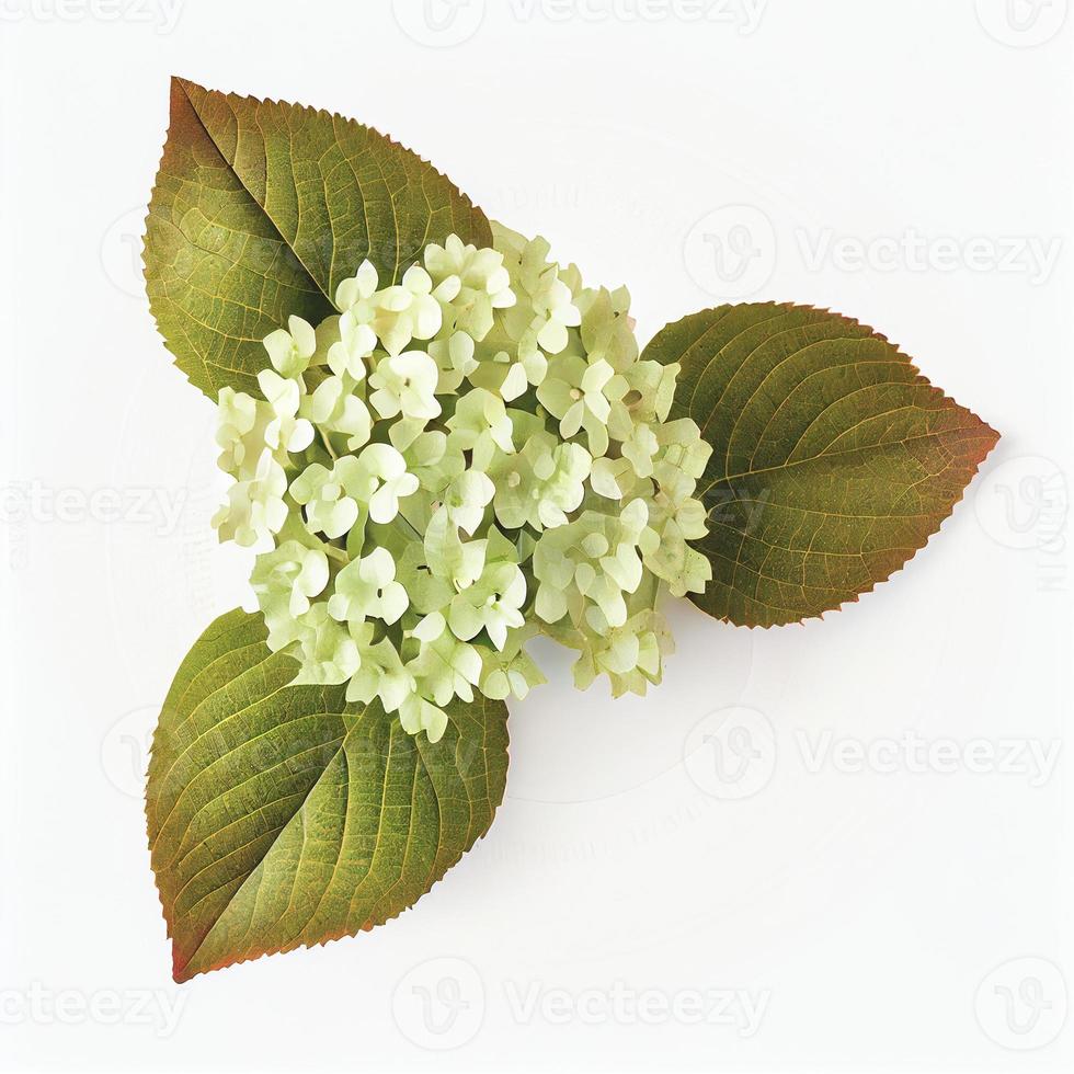Oak-leaf hydrangea flower in a top view, isolated on a white background, suitable for use on Valentine's Day cards. photo
