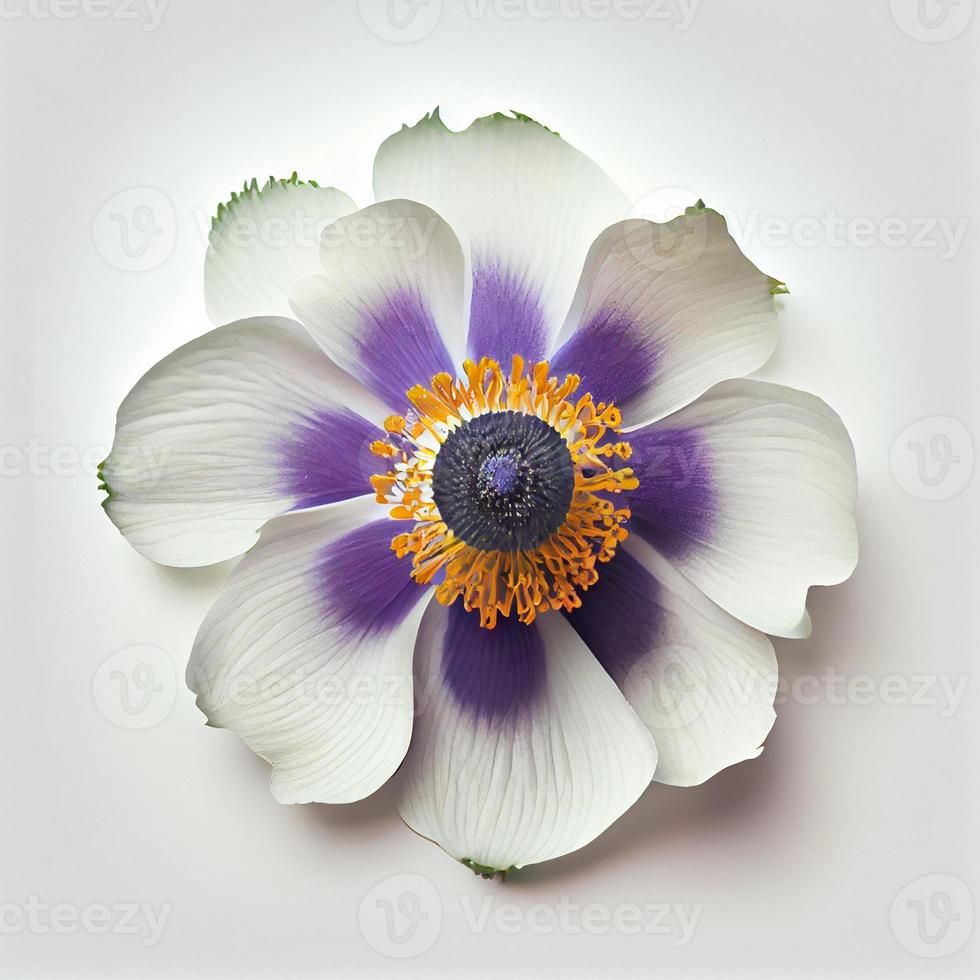 vista superior de la flor de anémona sobre un fondo blanco, perfecta para representar el tema del día de san valentín. foto