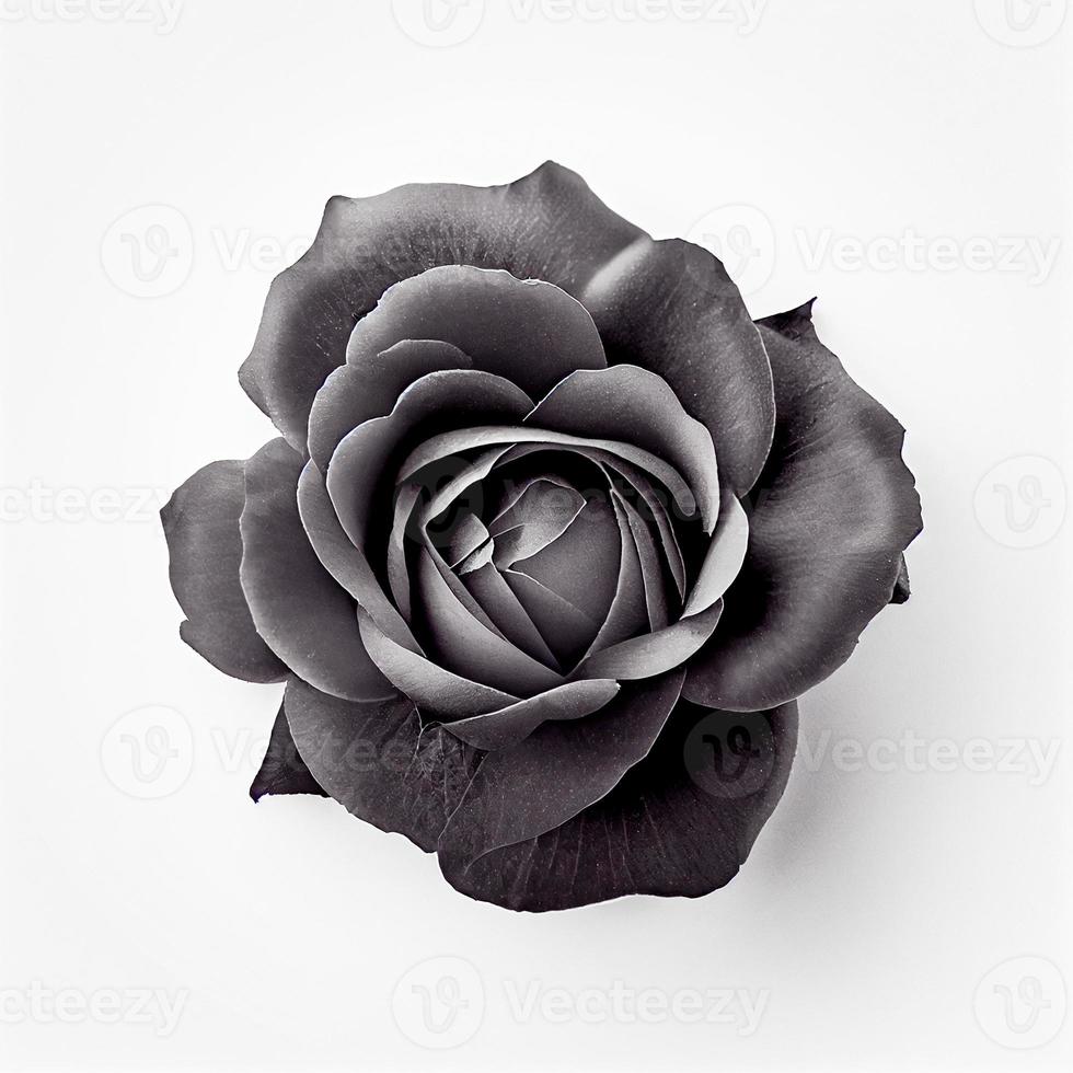 Top view of Black Rose flower on a white background, perfect for representing the theme of Valentine's Day. photo