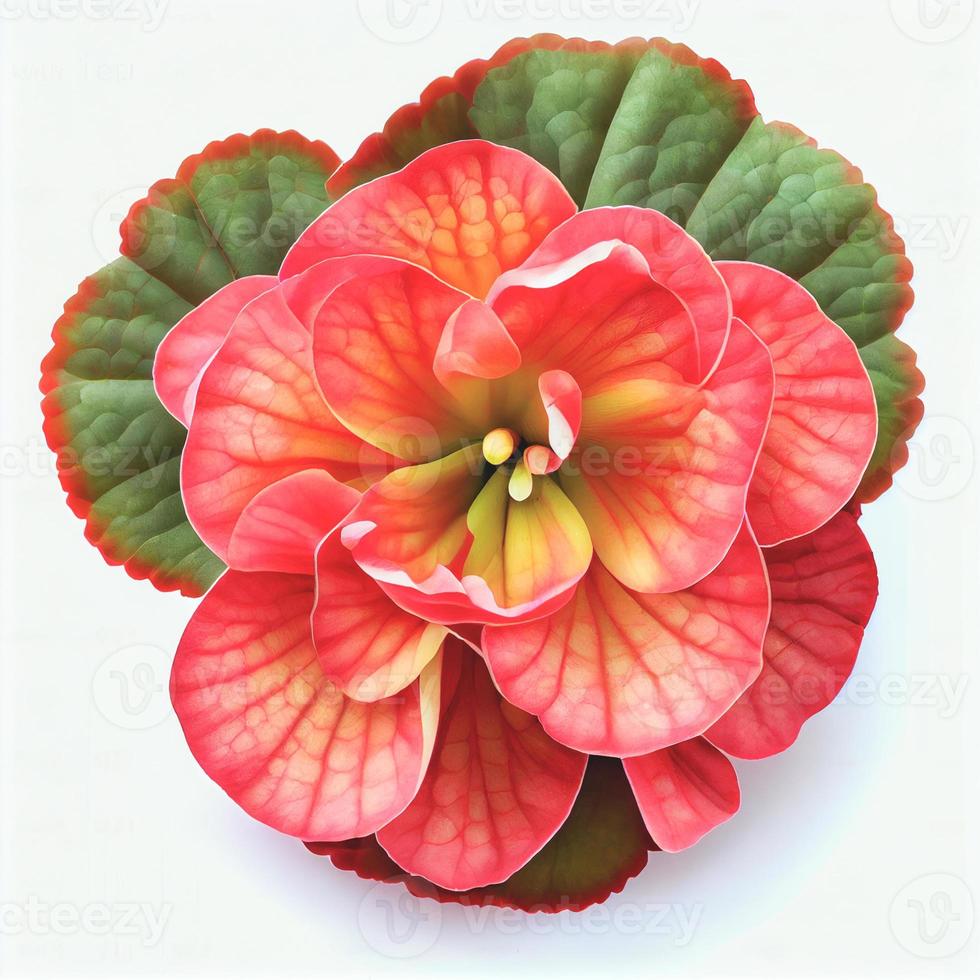 Top view a Begonia flower isolated on a white background, suitable for use on Valentine's Day cards photo