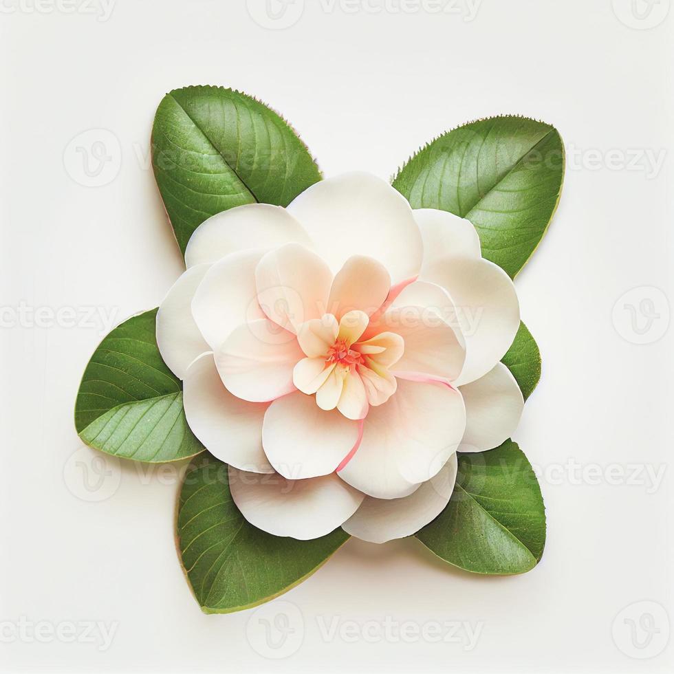 Camellia flower in a top view, isolated on a white background, suitable for use on Valentine's Day cards. photo