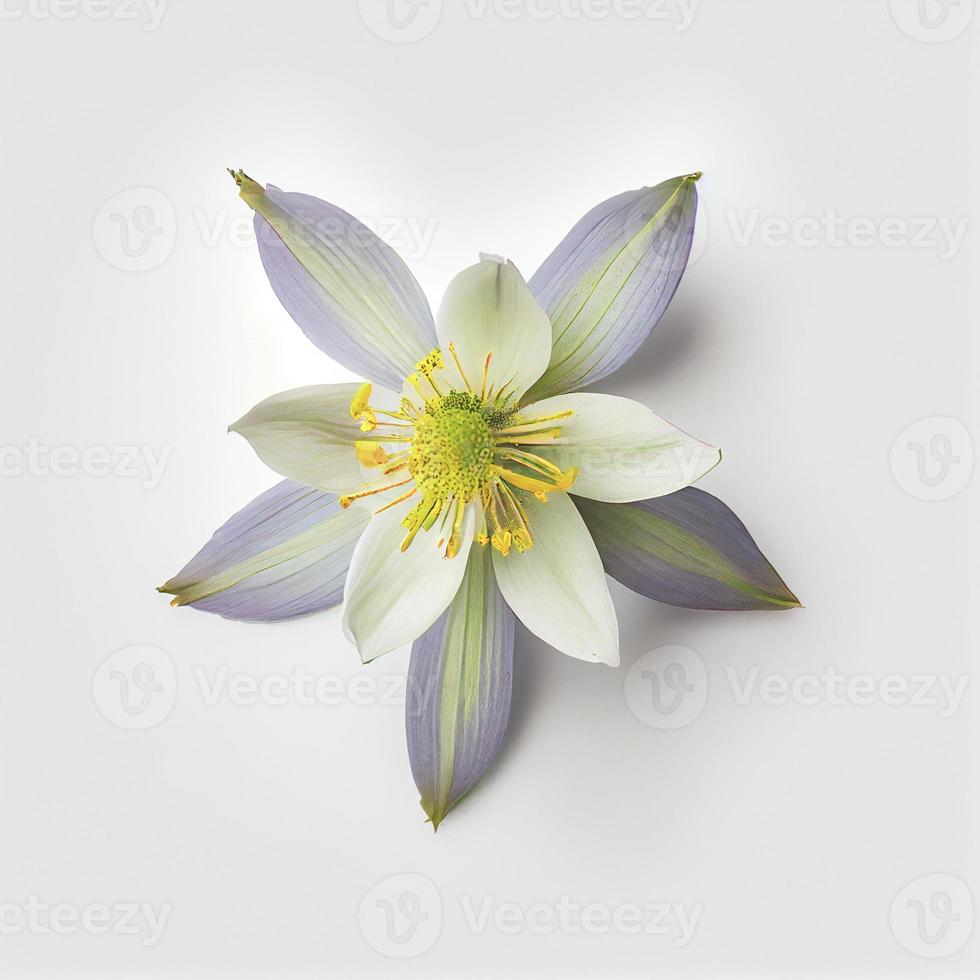 Top view a Columbine flower isolated on a white background, suitable for use on Valentine's Day cards photo