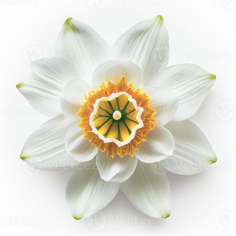 Top view a Daffodil flower isolated on a white background, suitable for use on Valentine's Day cards photo