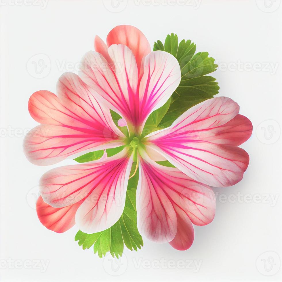 Top view a Geranium flower isolated on a white background, suitable for use on Valentine's Day cards photo