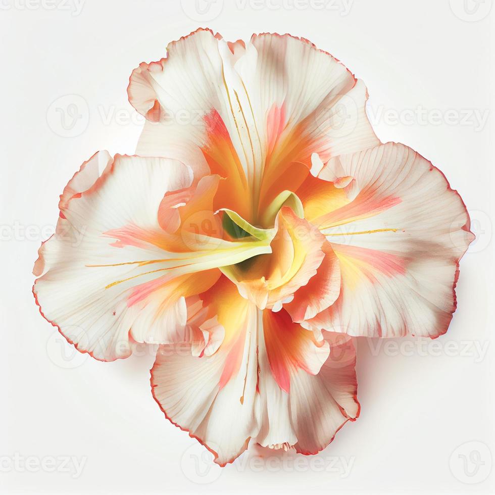 Top view a Gladiolus flower isolated on a white background, suitable for use on Valentine's Day cards photo