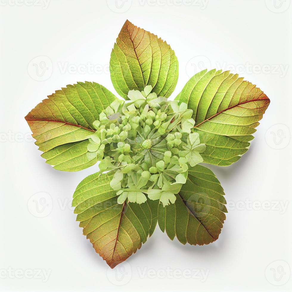Oak-leaf hydrangea flower in a top view, isolated on a white background, suitable for use on Valentine's Day cards. photo