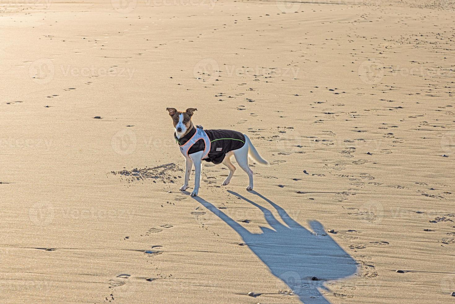 Picture of a dog on the beach during the day photo