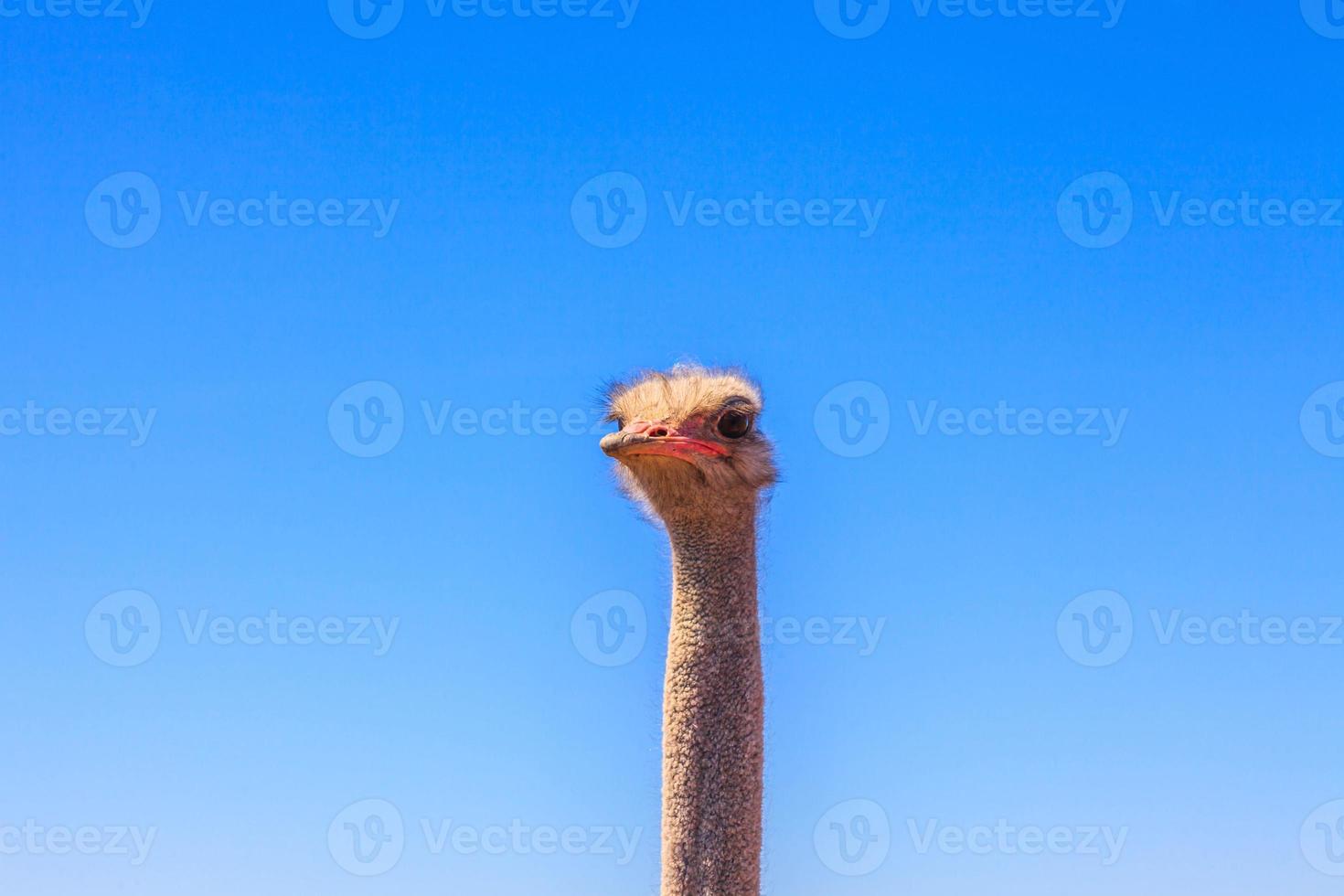 Close up picture of an Ostrich in South Africa photo