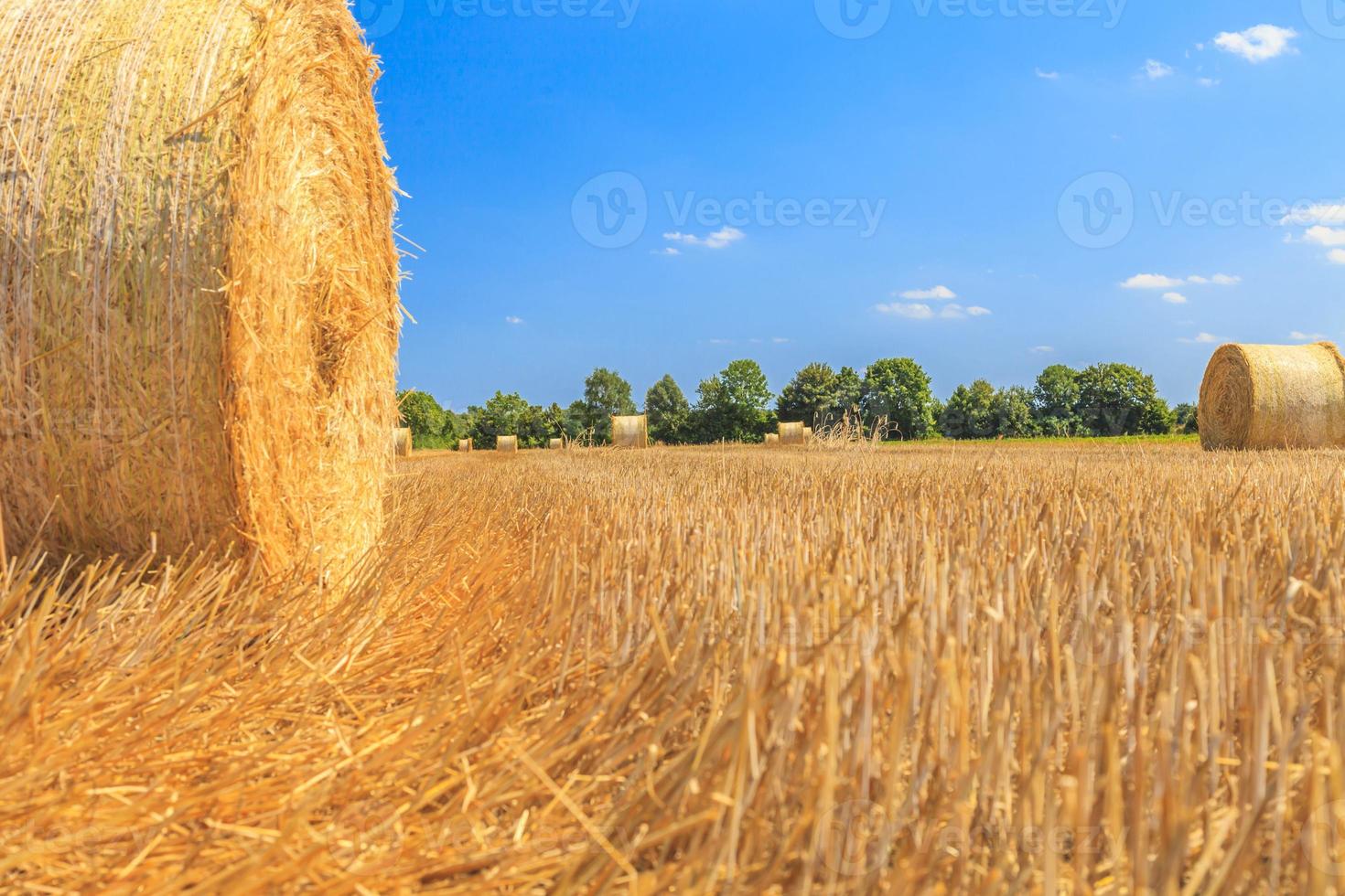 Mowed field with straw rolls in late summer photo
