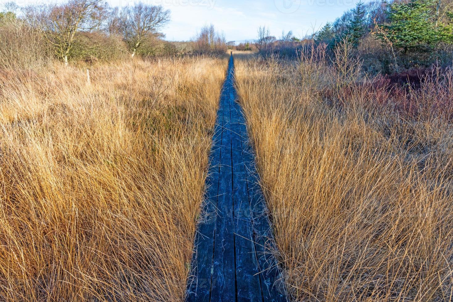 Image of straight wooden walkway for hikers through marsh with high grass cover photo