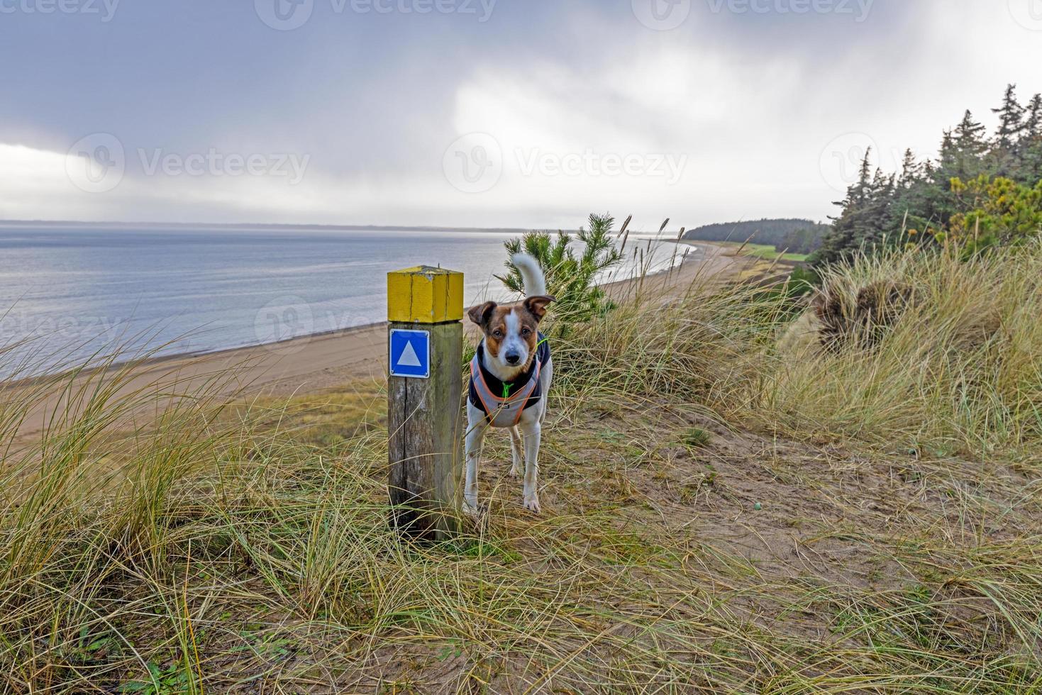 Picture of a dog on a meadow during the day photo