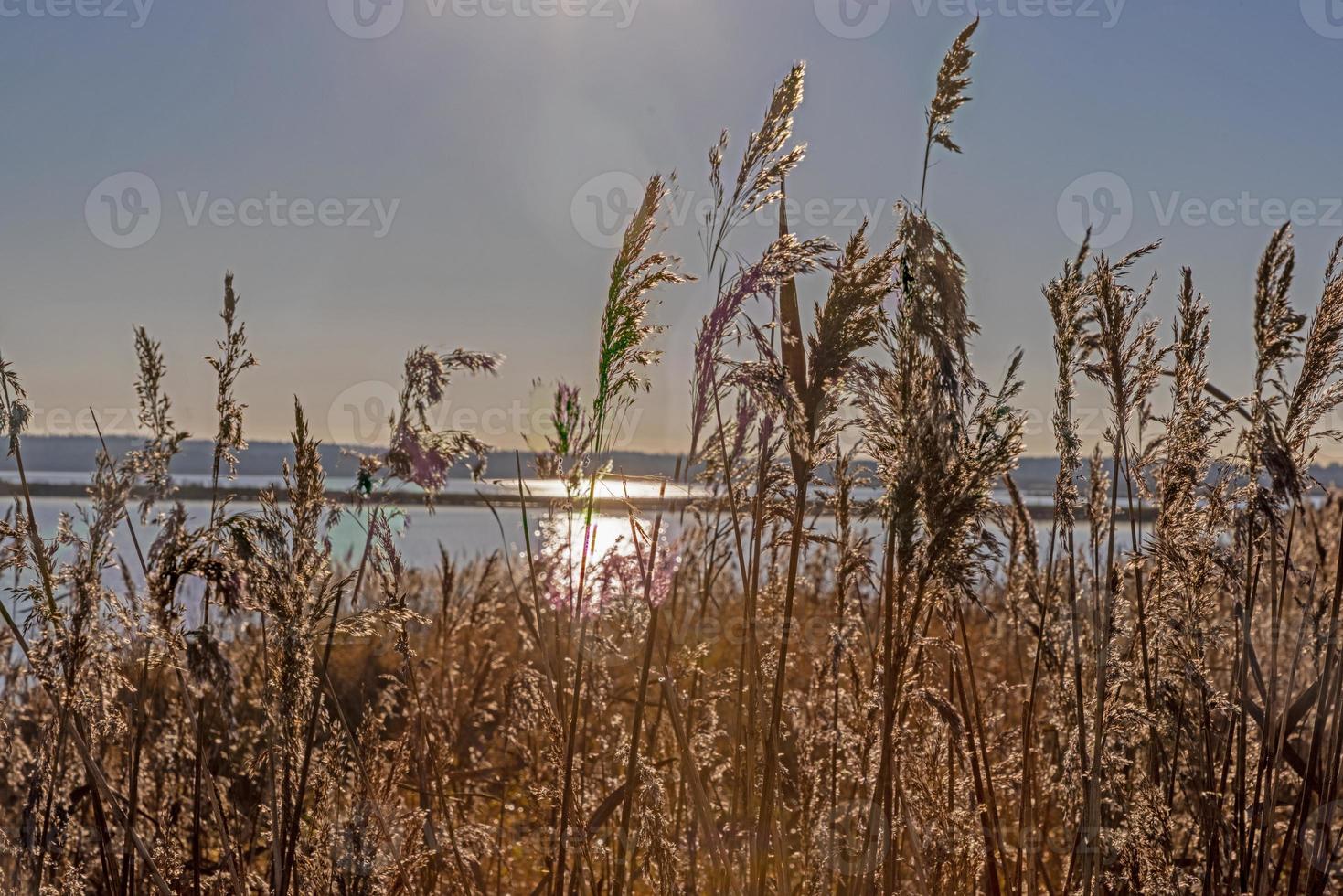 Image over a lake shore overgrown with high reeds at sunrise photo