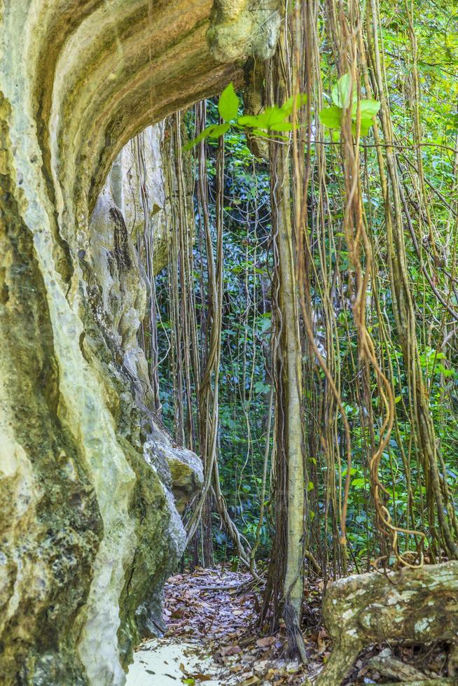 Lianas on rock face on Krabi in Thailand photo