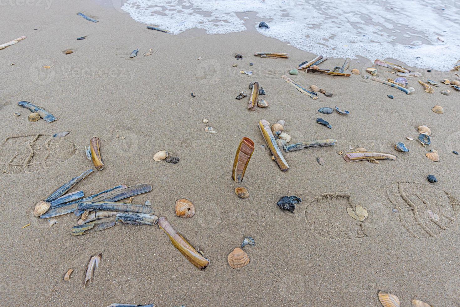 Image of shells and stones on a North Sea beach in Denmark in winter photo