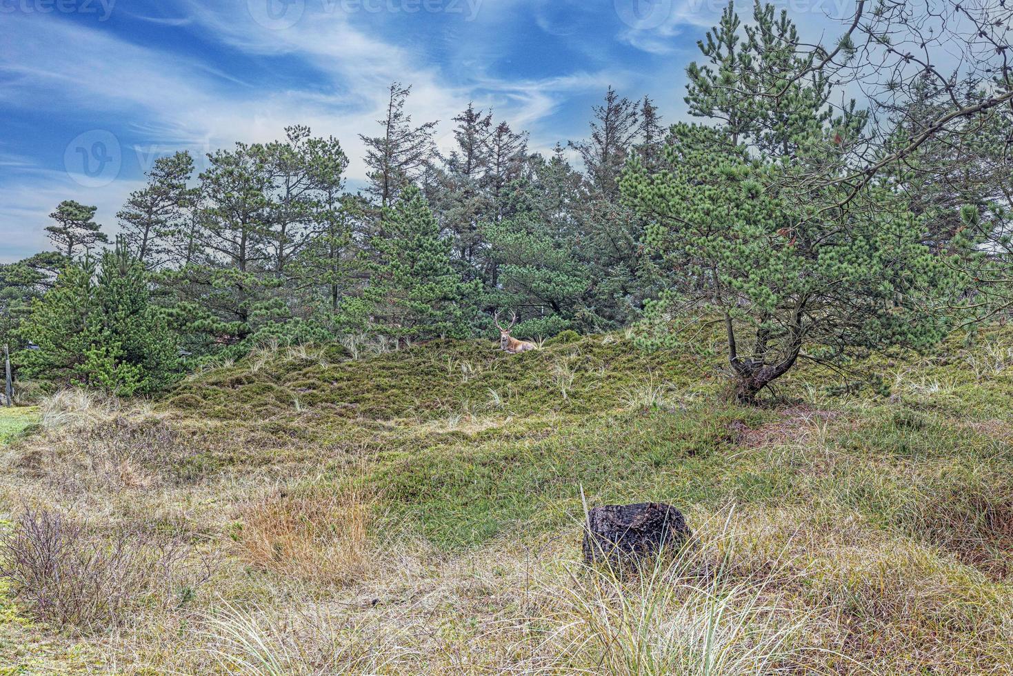 Image of deer lying in forest clearing photo