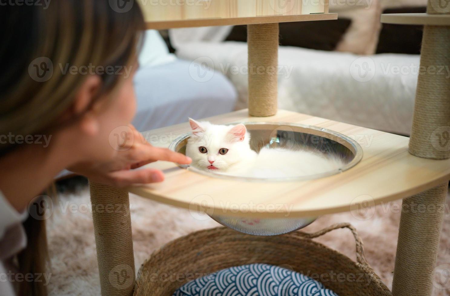 Fluffy white Persian cat Have fun playing catch mice photo