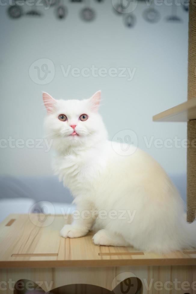 Persian cat one of the most popular breeds of attractive cats. photo