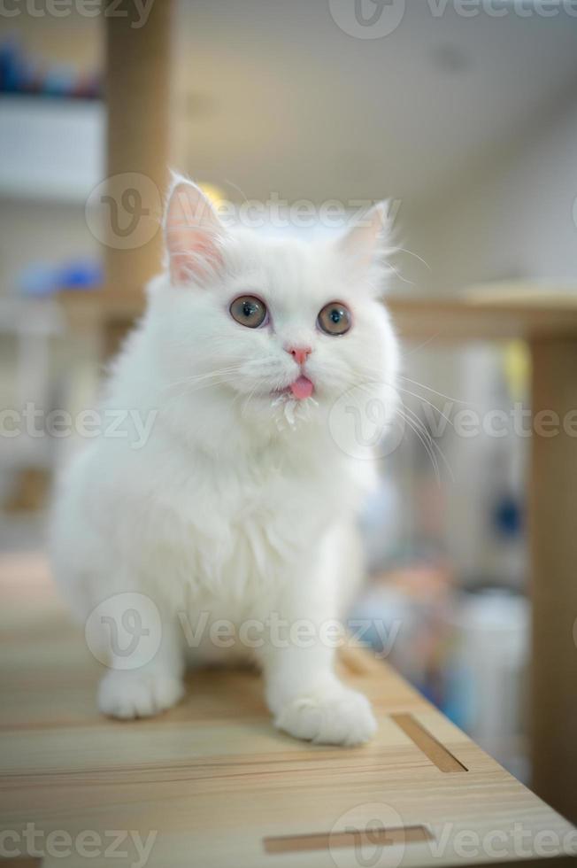 Persian cat one of the most popular breeds of attractive cats. photo