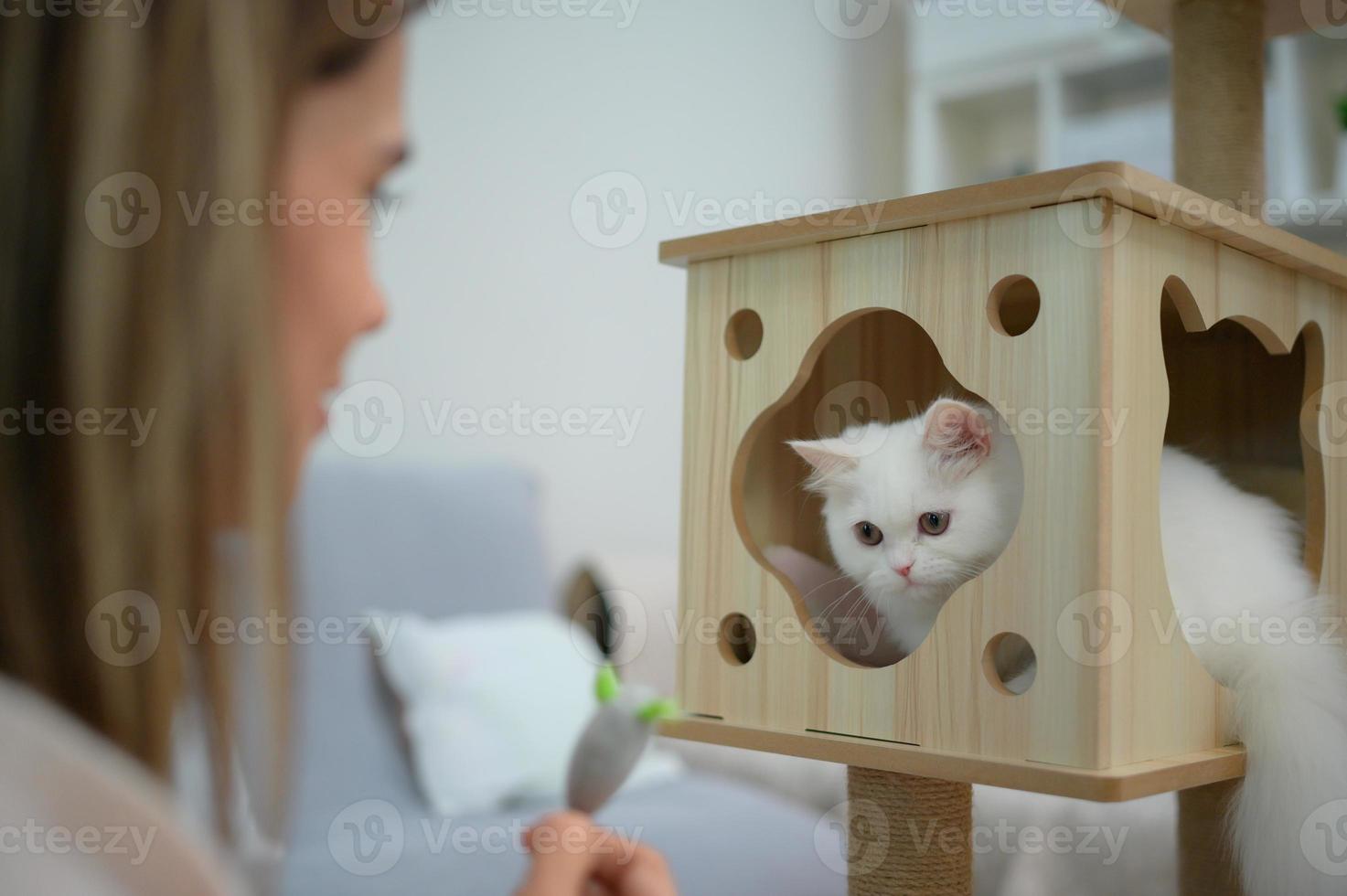 Fluffy white Persian cat Have fun playing catch mice photo