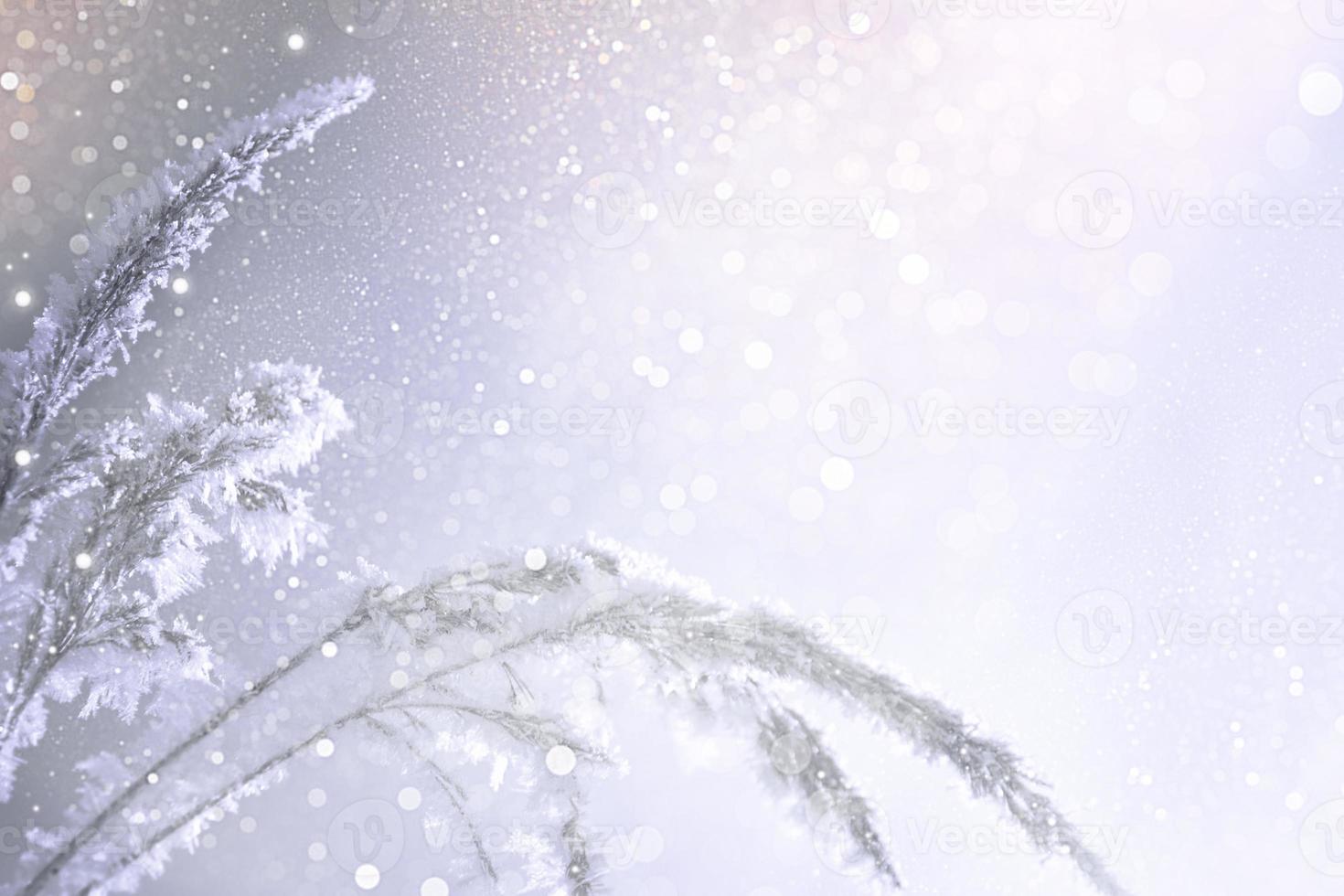 Blurred frozen grass. Winter abstract background. Landscape. photo