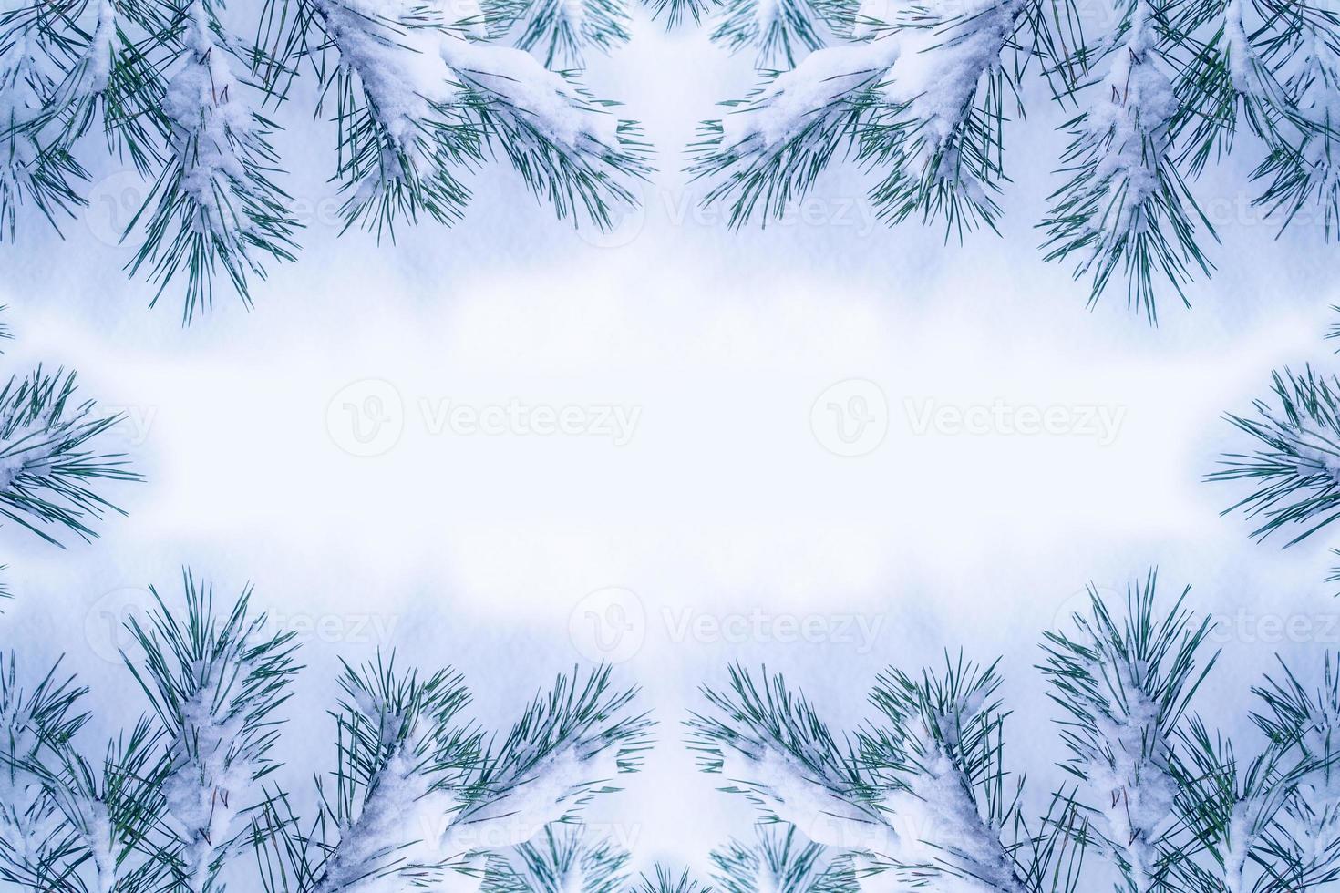 Snow covered fir branch on a winter background. photo