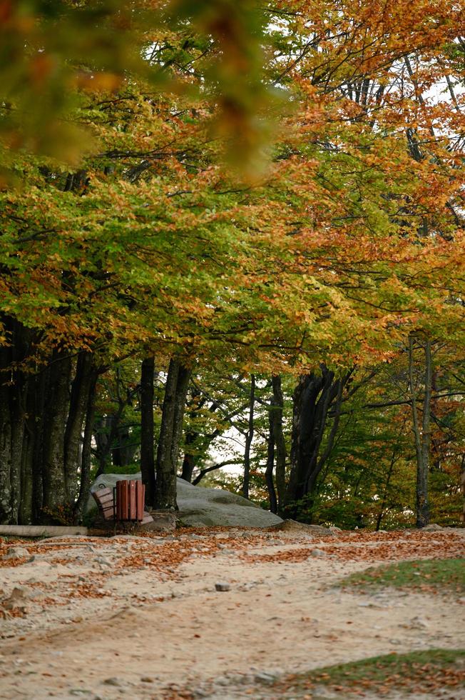 A wooden bench and a trash can in the park, an autumn park and emptiness and loneliness. photo