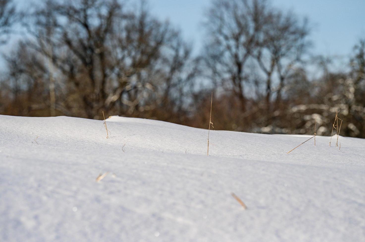 Winter park, trees without leaves, a walk in the snow. photo